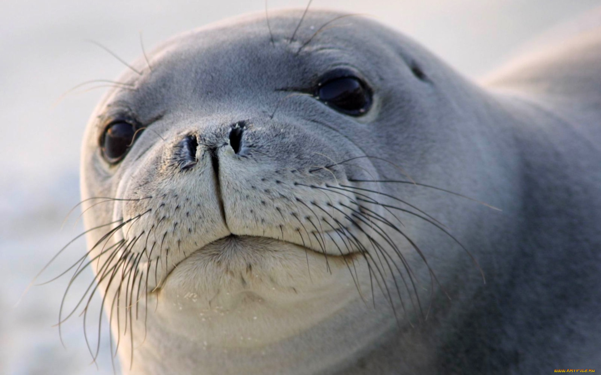 Seals животное перевод с английского